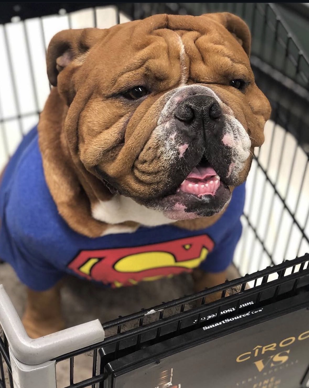 Beef before becoming a Farty Dog character
