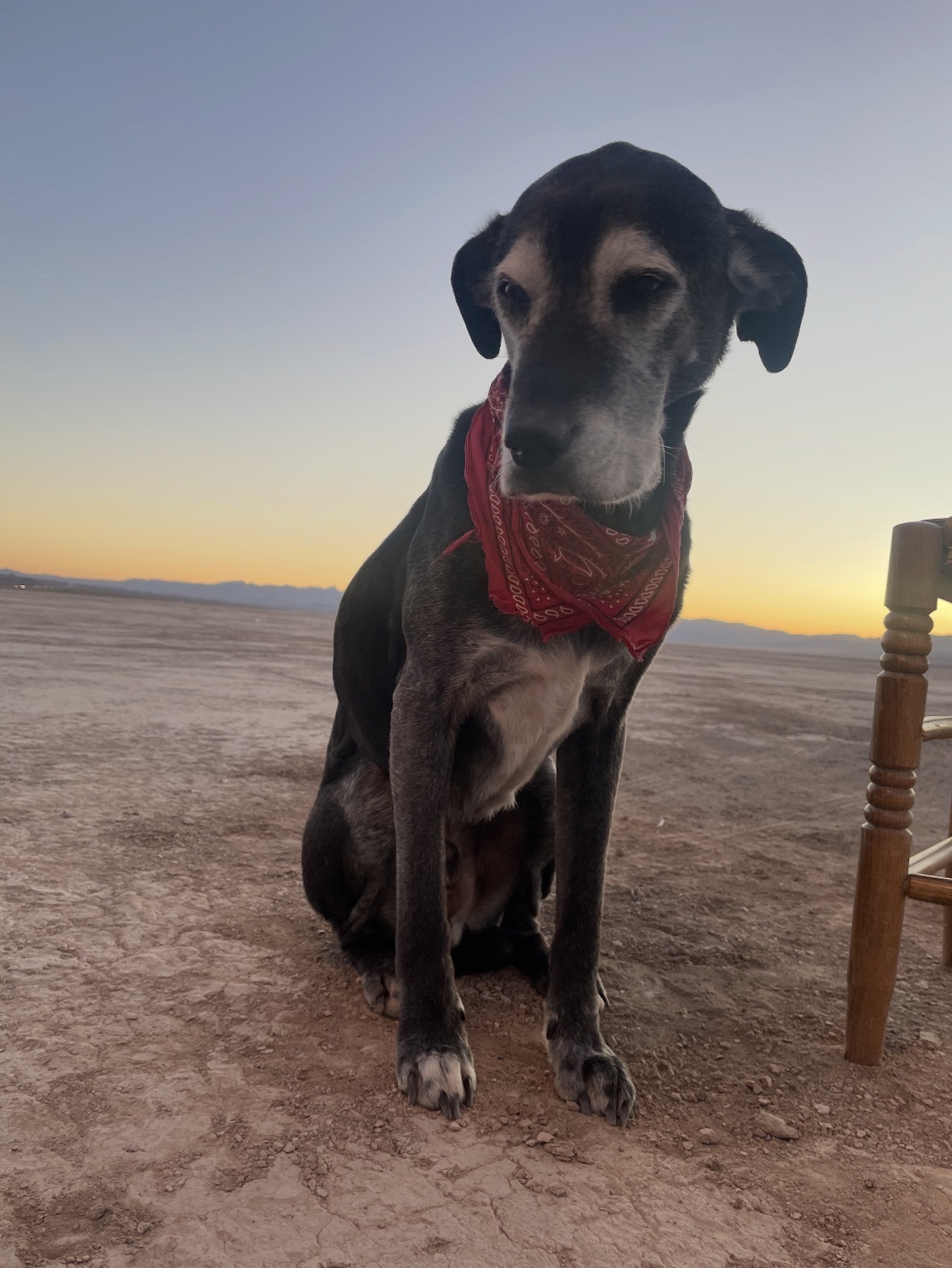 Ringo before becoming a Farty Dog character